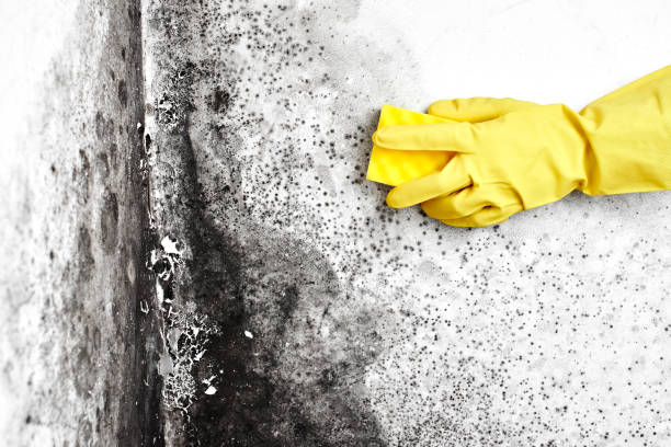 Best Basement Mold Remediation in Poncha Springs, CO