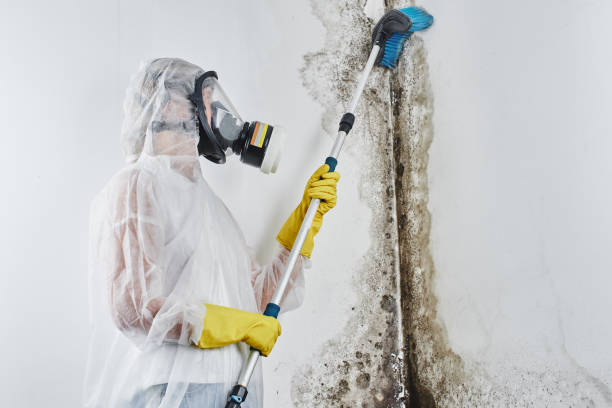 Best Residential Mold Remediation in Poncha Springs, CO